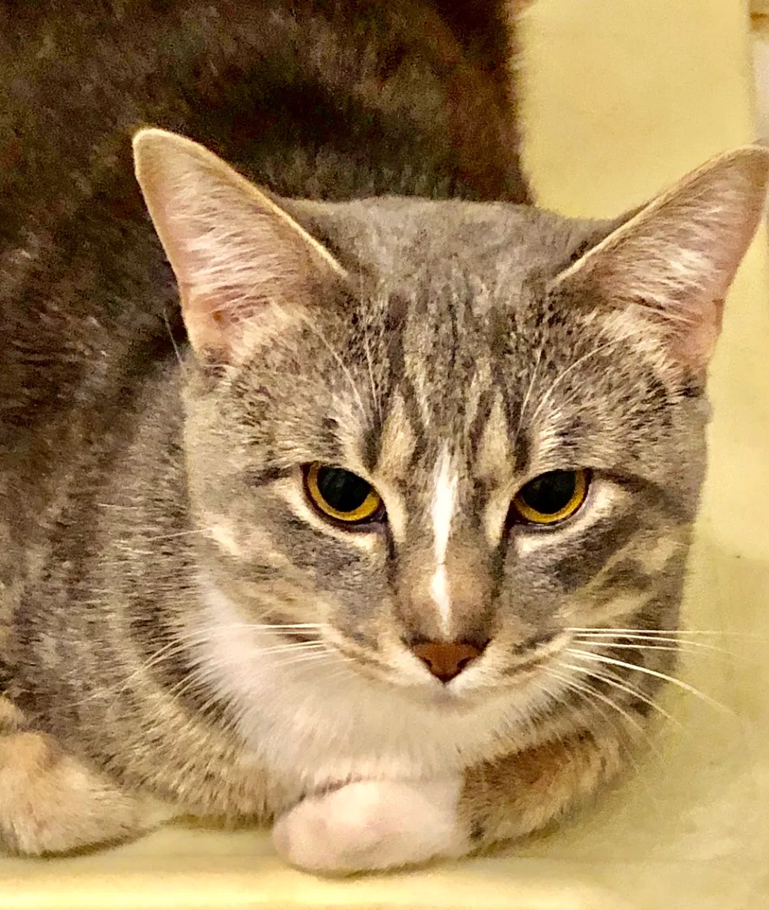 Lost cat in Chicago, IL, 60609