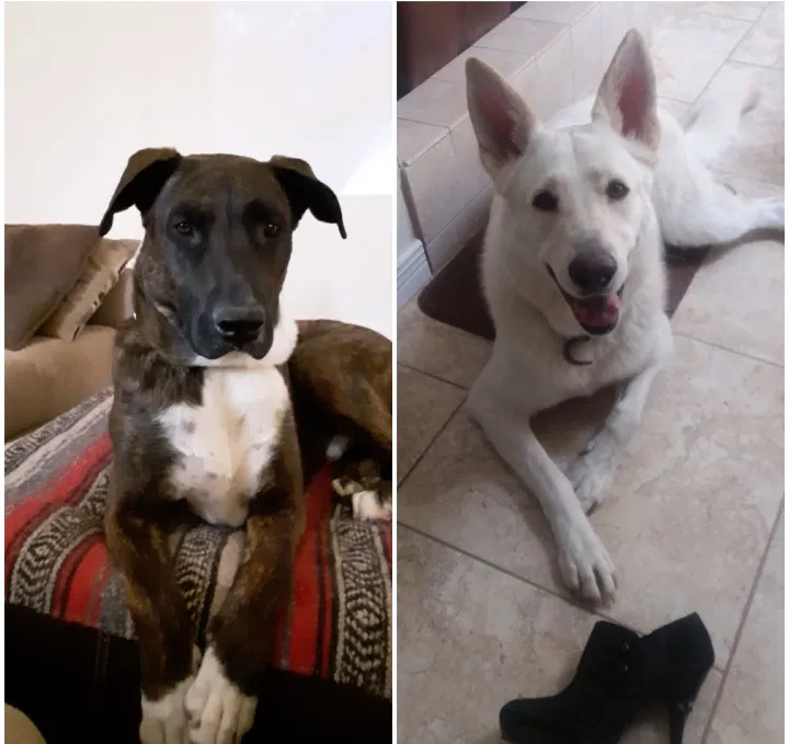 Lost dog in College Station, TX, 77840