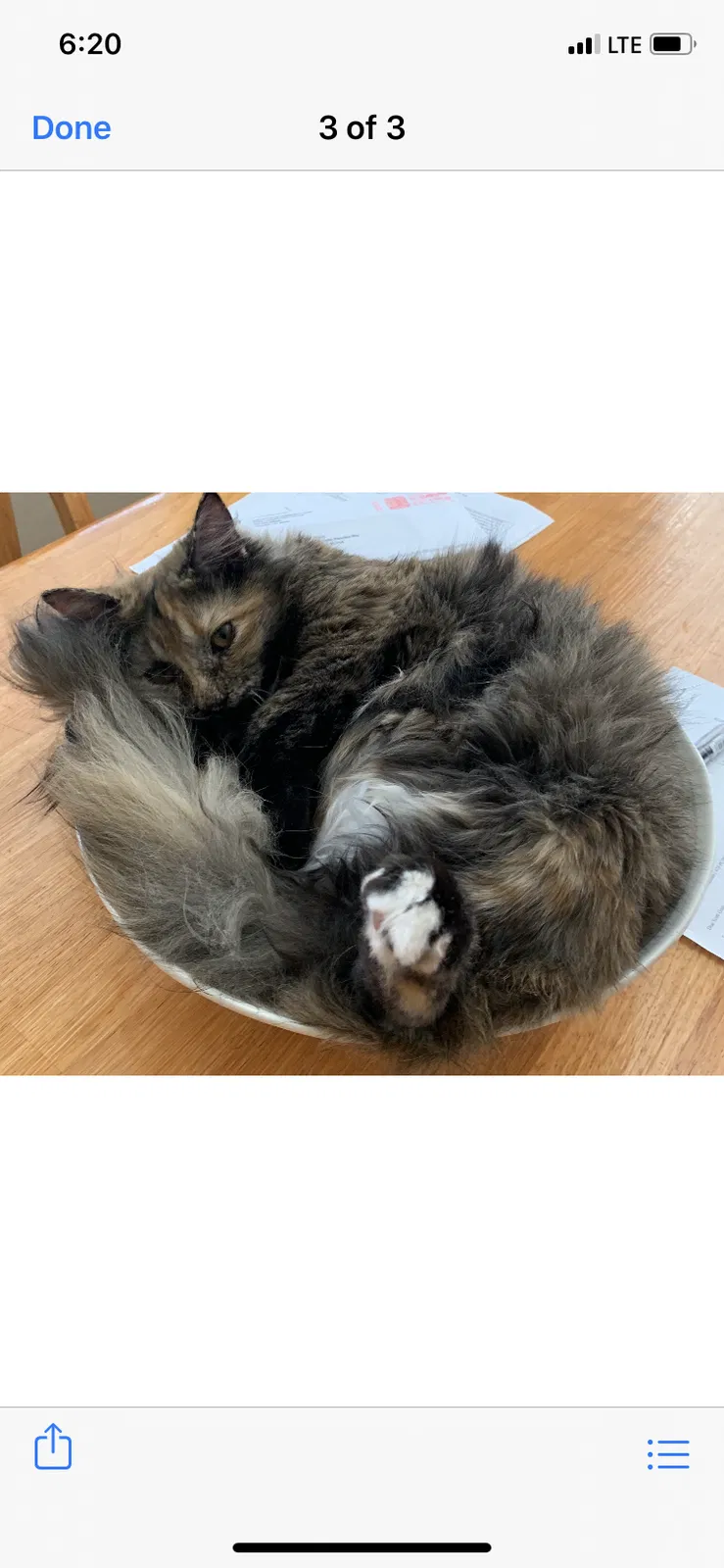 Lost cat in Tucson, AZ, 85714