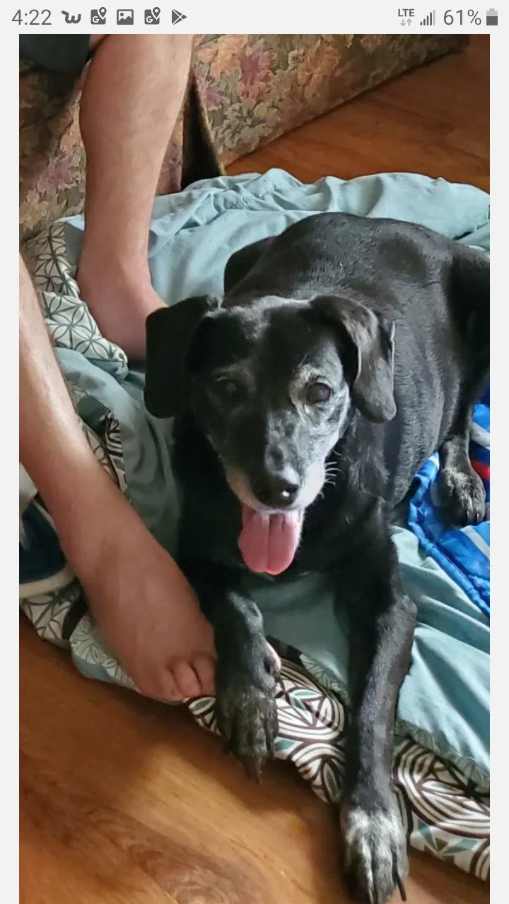 Lost dog in Jonestown, MS, 38639