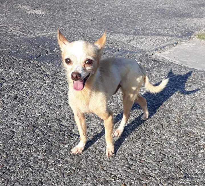 Lost dog in Corpus Christi, TX, 78415