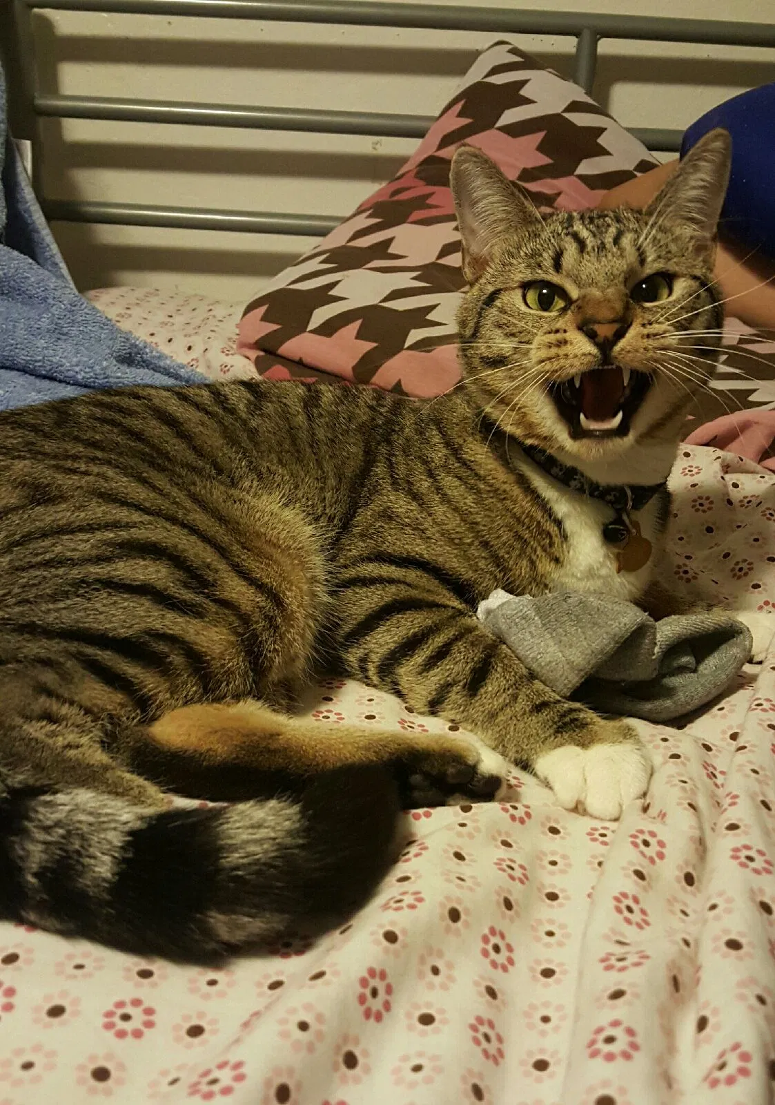 Lost cat in San Leandro, CA, 94578