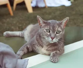 Lost cat in Birmingham, AL, 35205