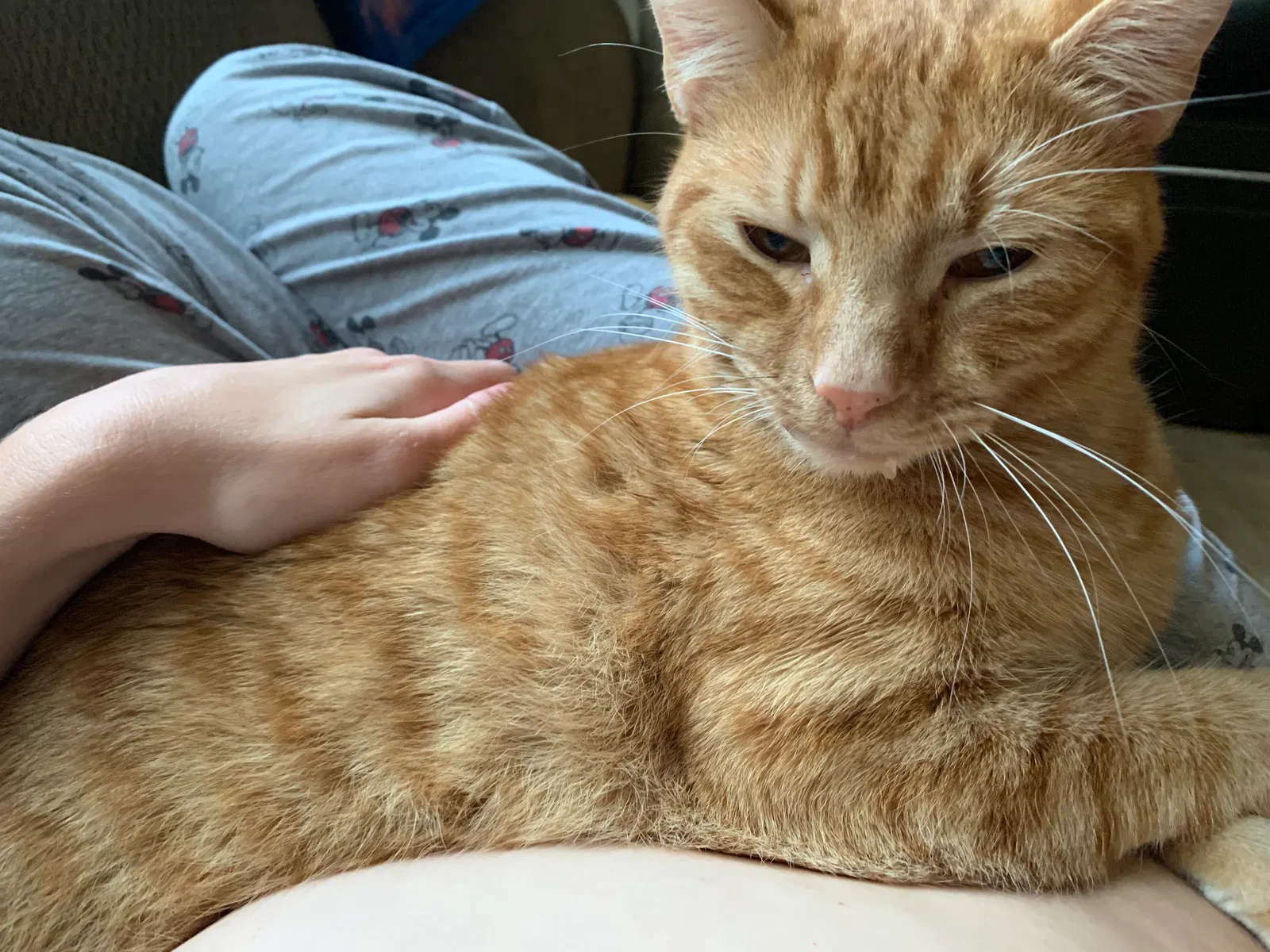 Lost cat in Kissimmee, FL, 34747