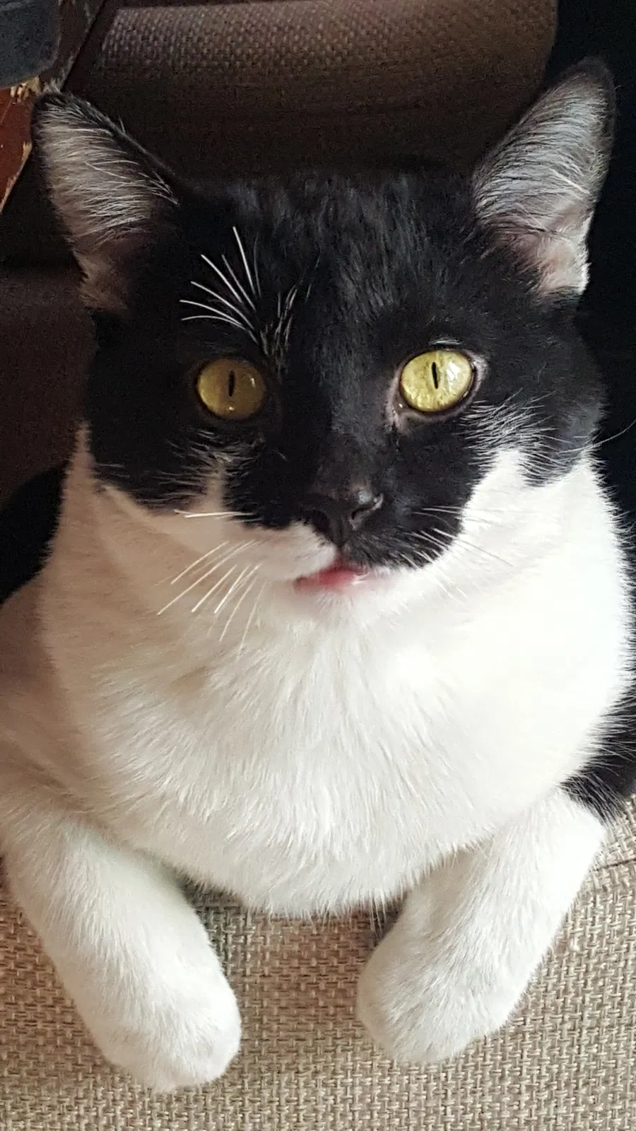 Lost cat in Apple Valley, CA, 92307