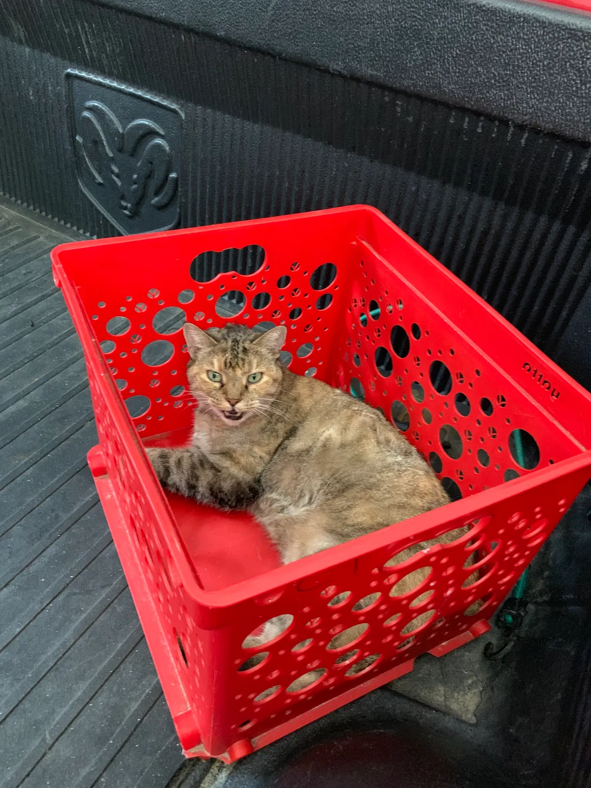 Lost cat in Birmingham, AL, 35242