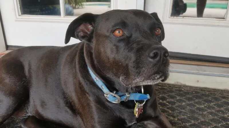 Lost dog in Scottsdale, AZ, 85254