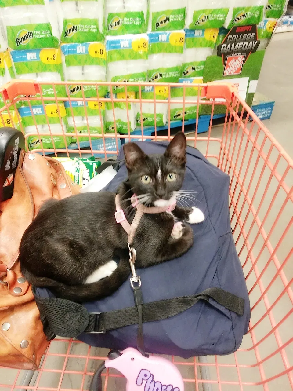 Lost cat in Costa Mesa, CA, 92627