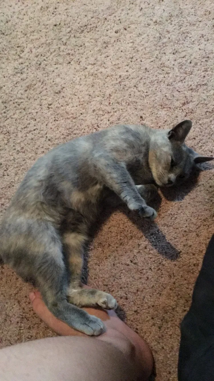 Lost cat in Colton, CA, 92324