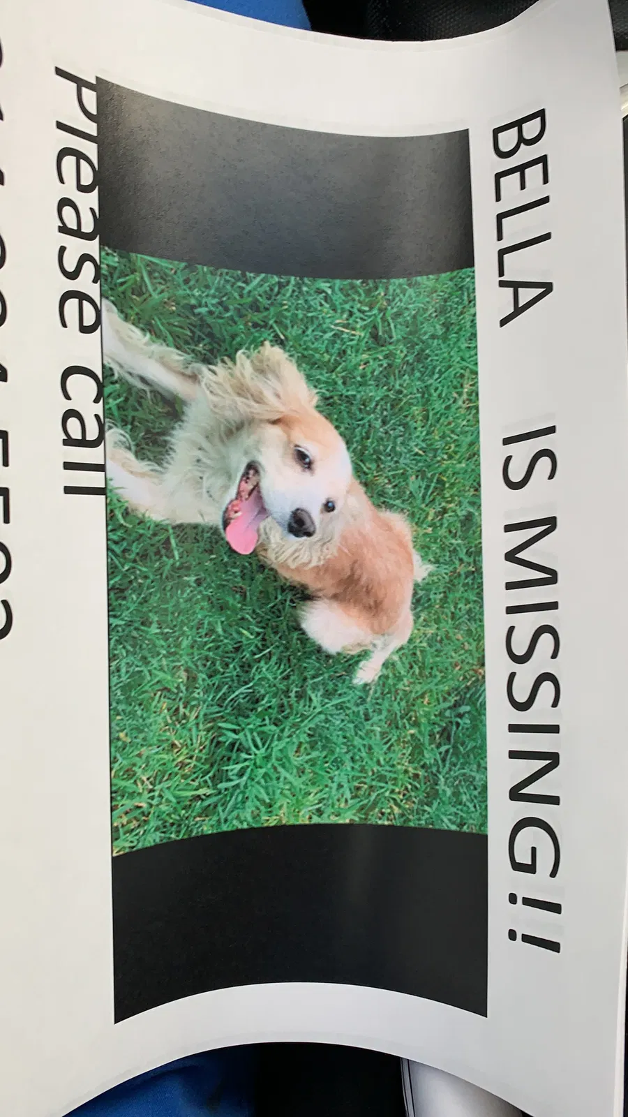 Lost dog in Dallas, TX, 75209