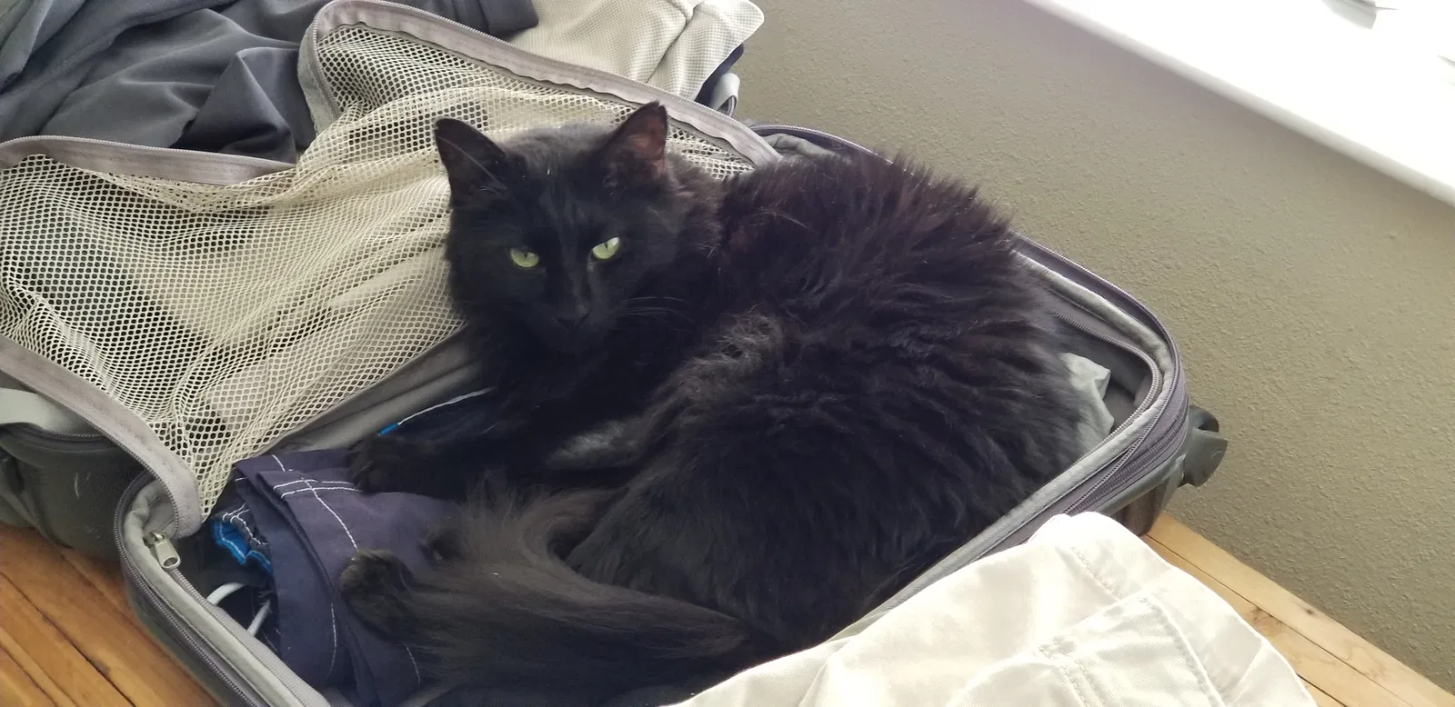 Lost cat in Sarasota, FL, 34240
