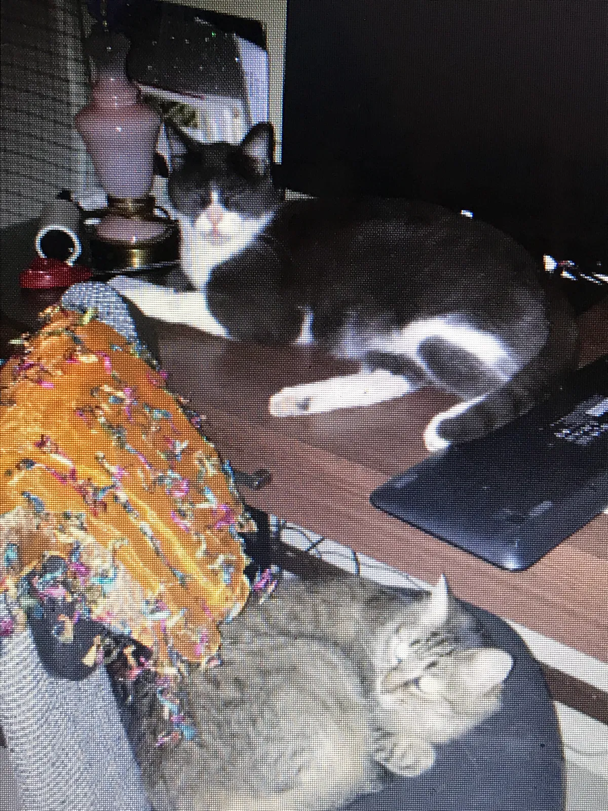 Lost cat in Cleburne, TX, 76033