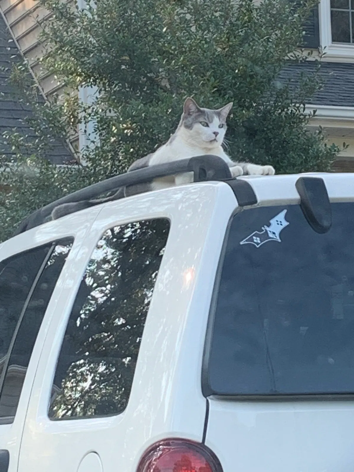 Lost cat in Burlington, NC, 27215