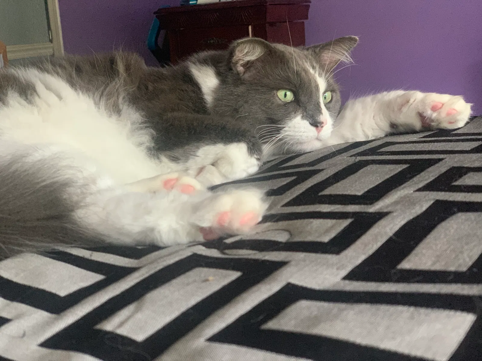 Lost cat in Burlington, NC, 27217