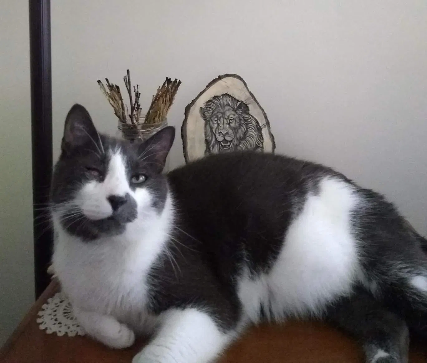 Lost cat in East Aurora, NY, 14052