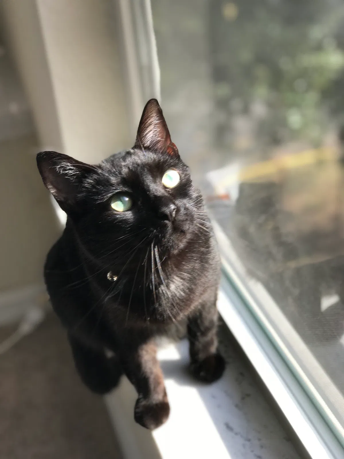 Lost cat in Orlando, FL, 32818