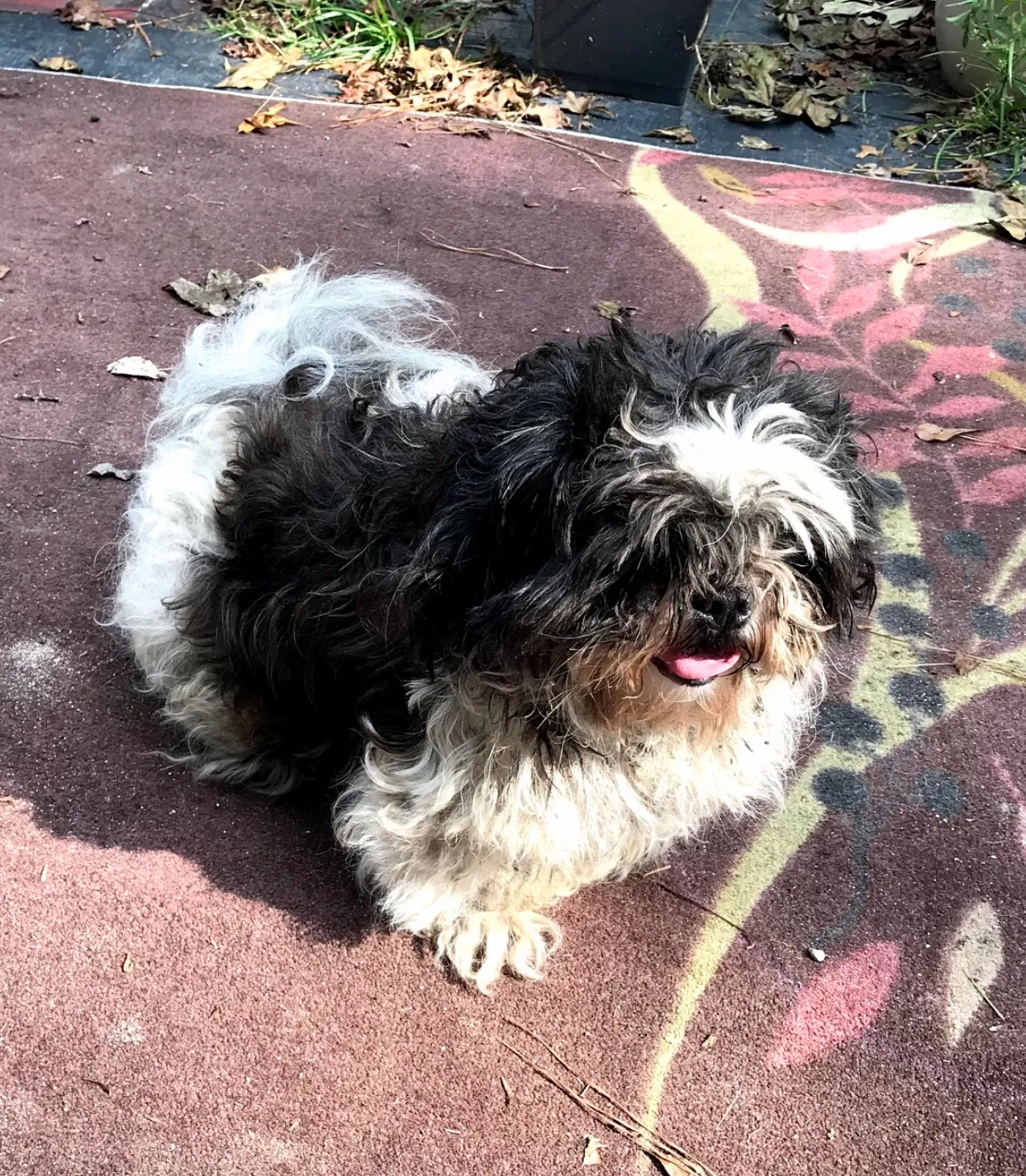 Lost dog in Sanford, NC, 27330