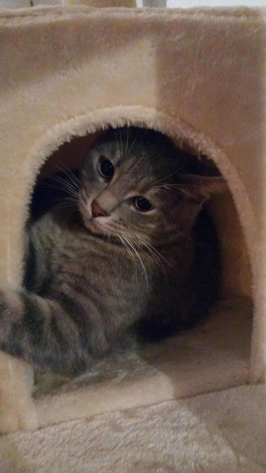 Lost cat in Oakland, CA, 94605