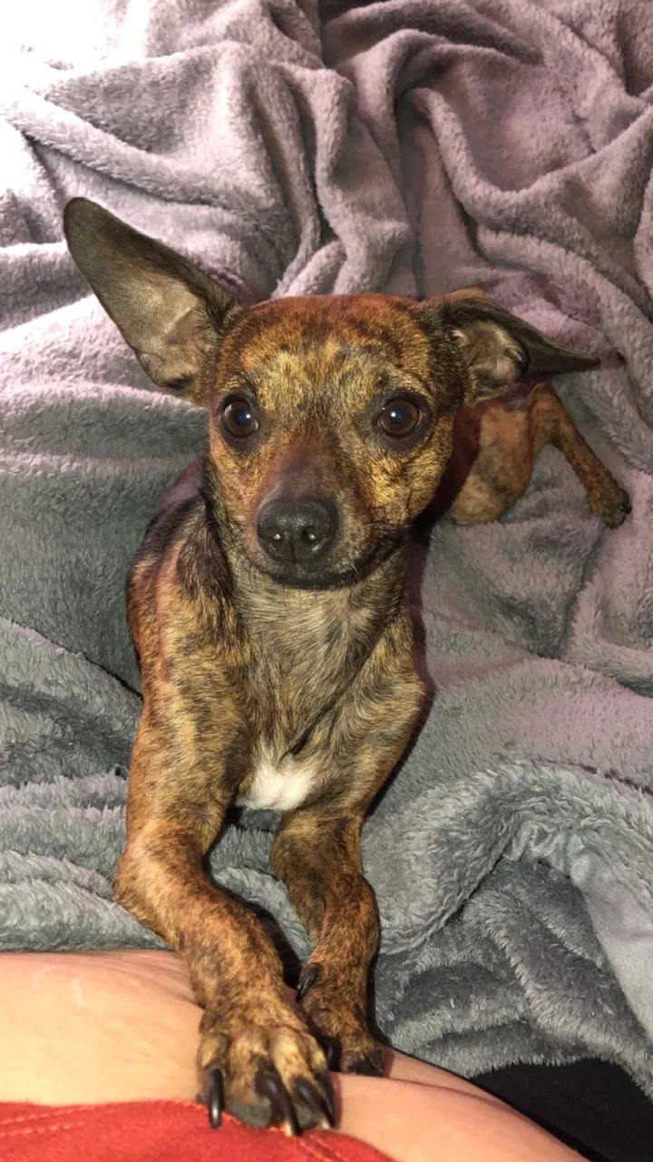 Lost dog in Bellflower, CA, 90706