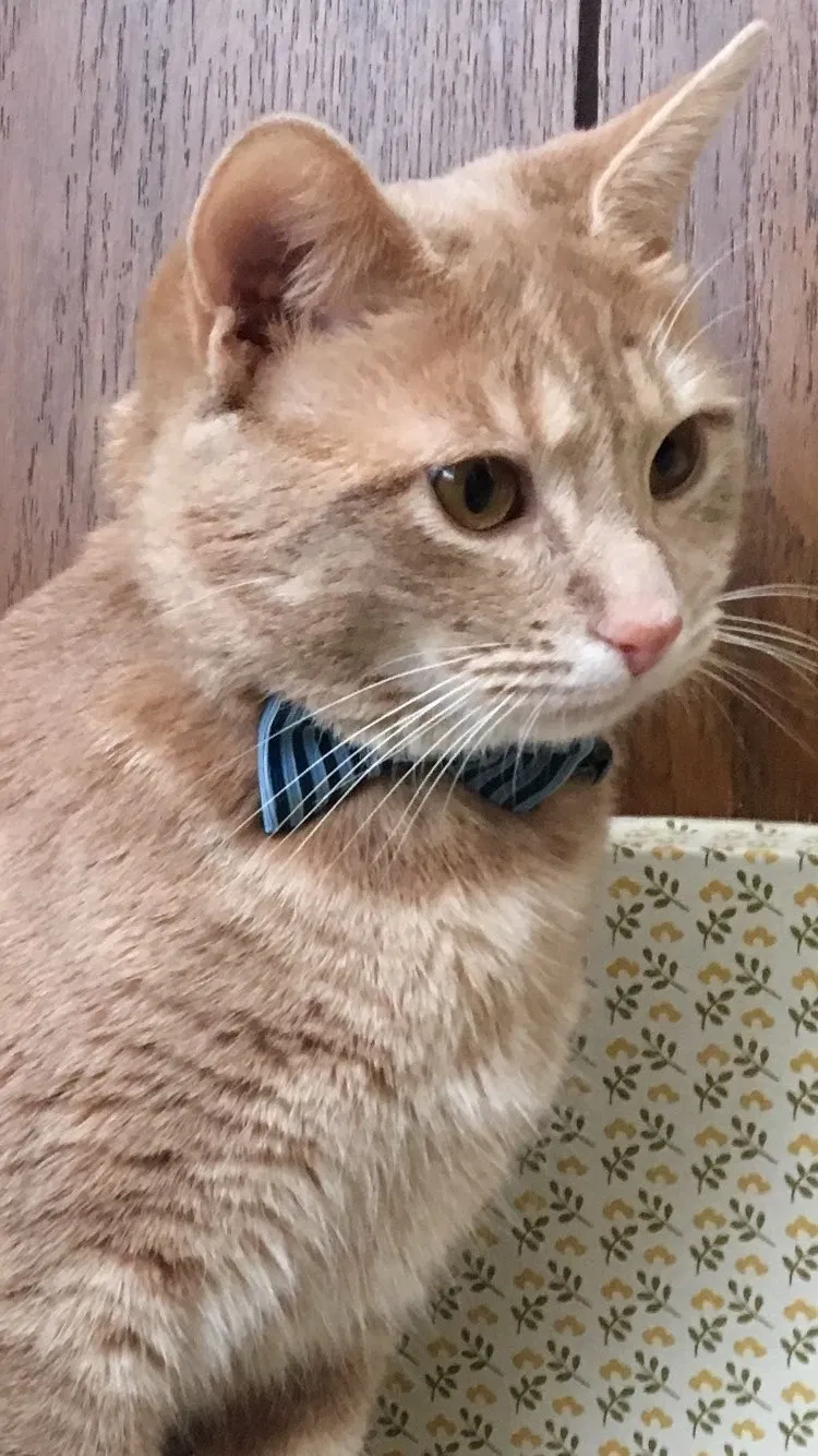 Lost cat in Camillus, NY, 13031