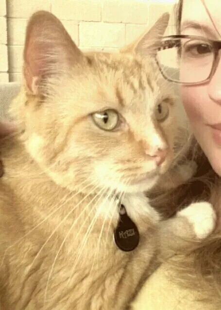 Lost cat in Tucson, AZ, 85704