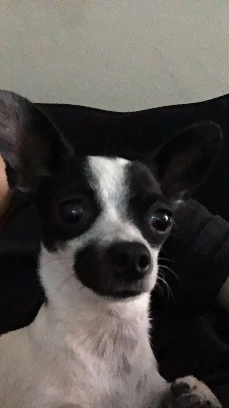 Lost dog in Colorado Springs, CO, 80915