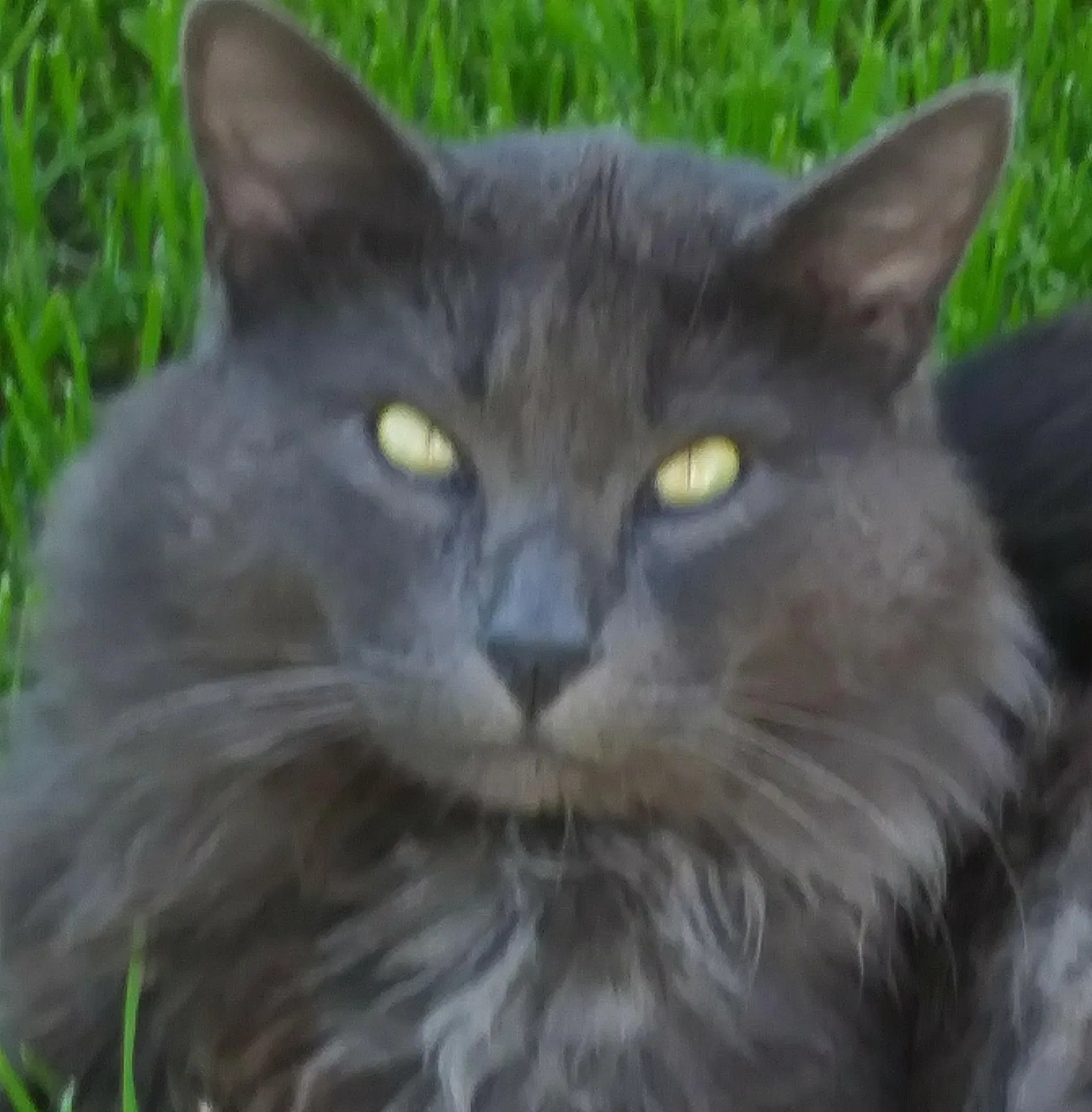 Lost cat in Oakland, CA, 94605