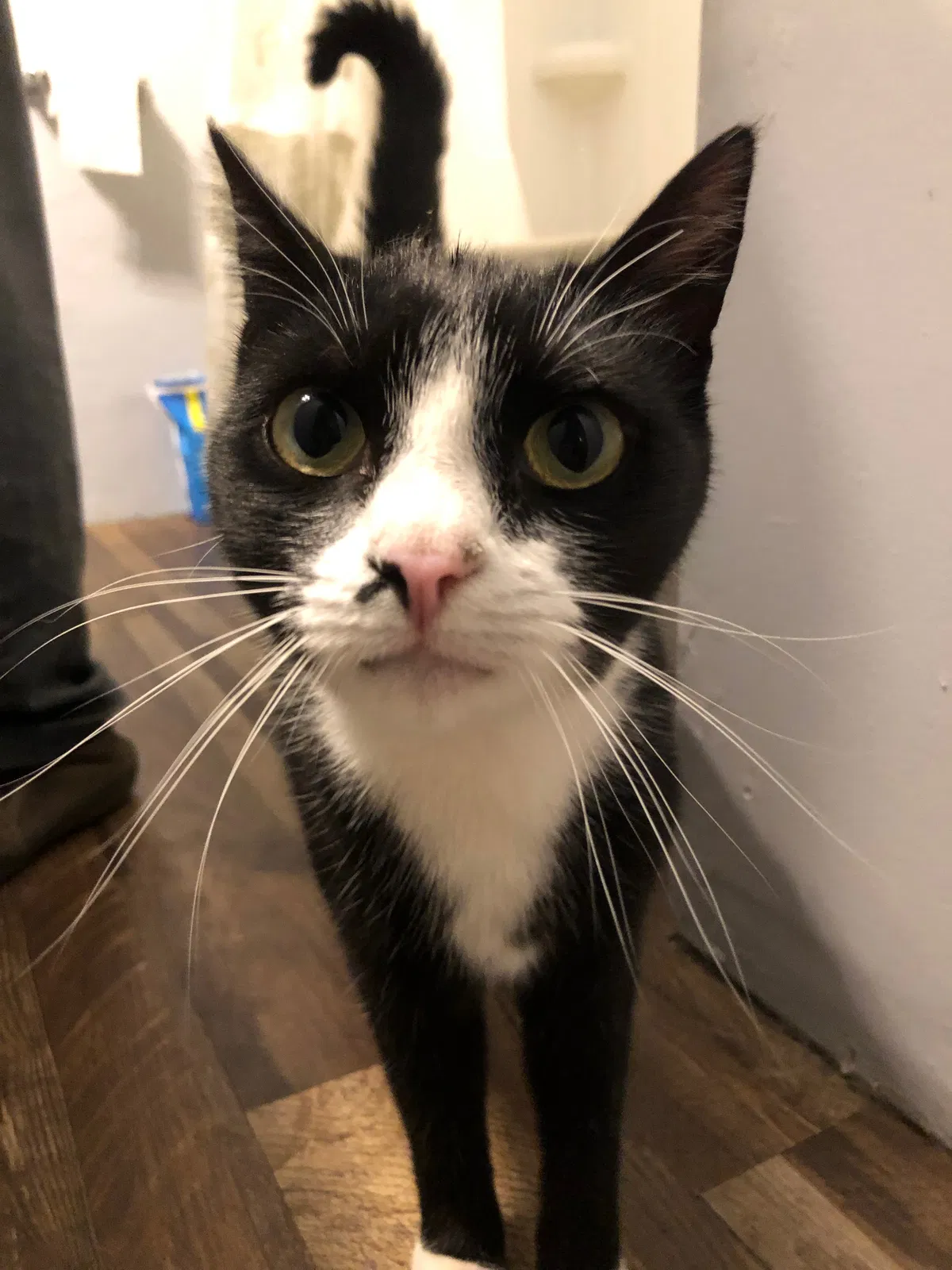 Lost cat in Vallejo, CA, 94591