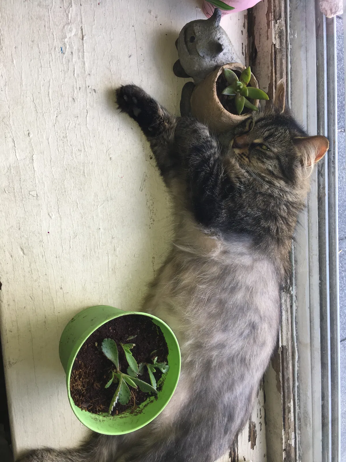 Lost cat in Fort Wayne, IN, 46807