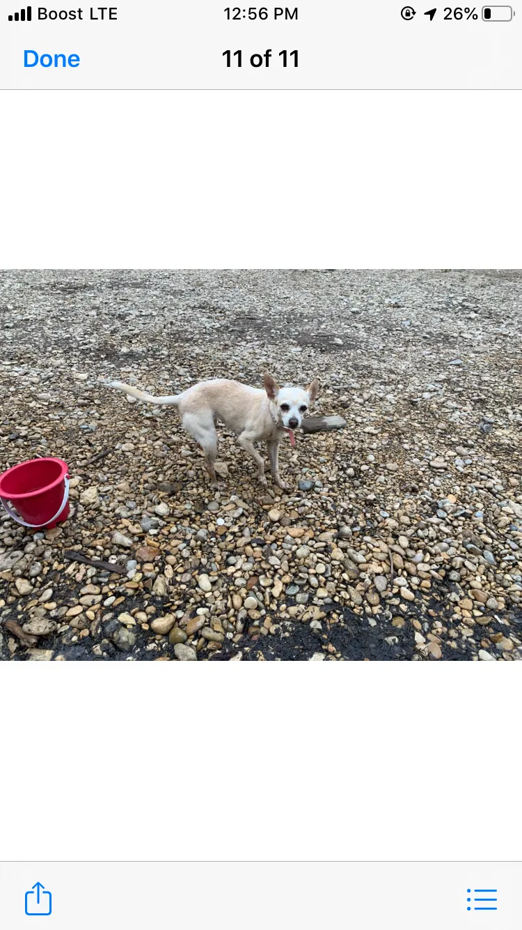 Lost dog in Fort Worth, TX, 76134