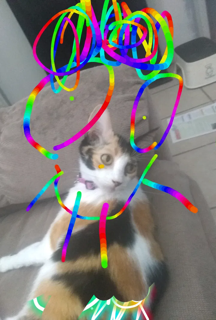 Lost cat in Garland, TX, 75040