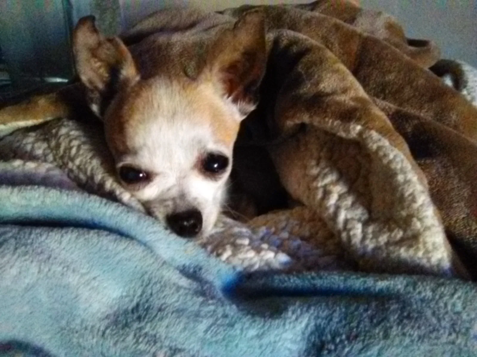 Lost dog in Unknown, CA, 82881