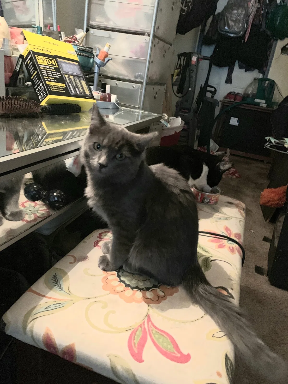Lost cat in Colorado Springs, CO, 80909