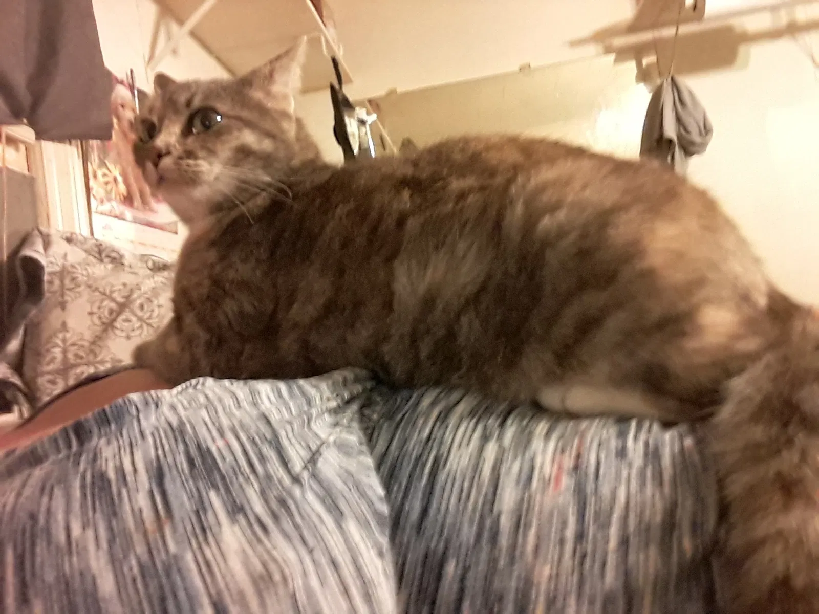 Lost cat in Hope Mills, NC, 28348