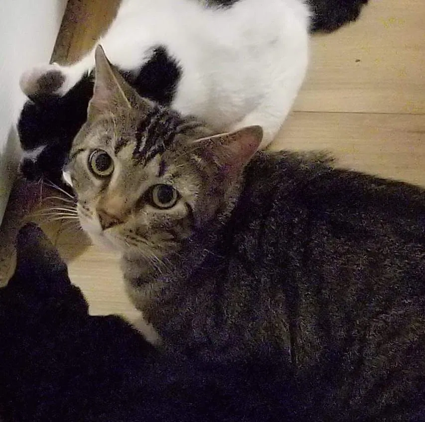 Lost cat in Ashville, OH, 43103