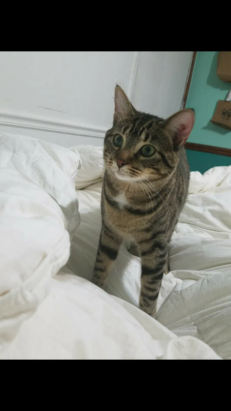 Lost cat in Loudon, TN, 37774