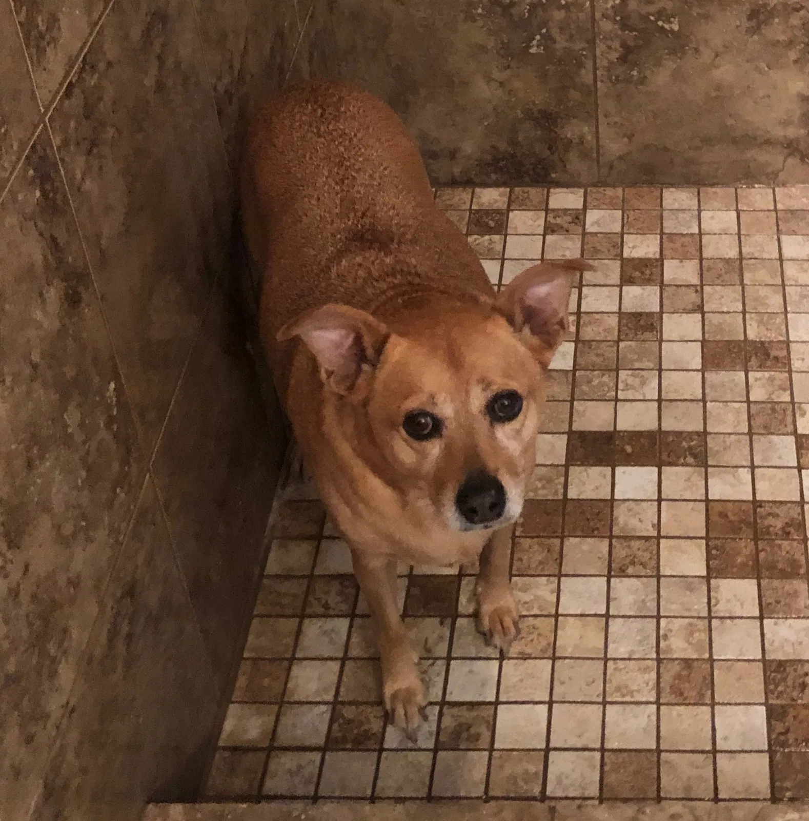 Lost dog in Paragould, AR, 72450