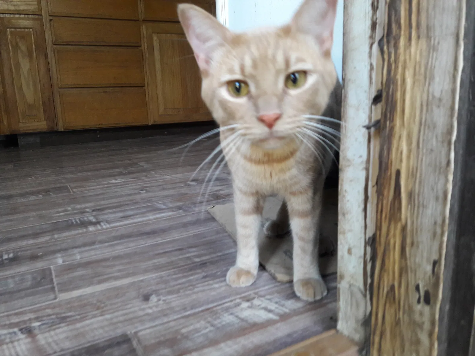 Lost cat in San Angelo, TX, 76901