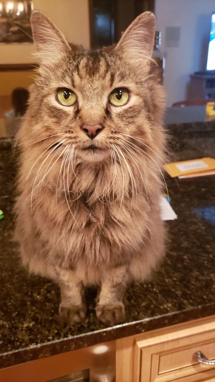 Lost cat in Tallahassee, FL, 32308