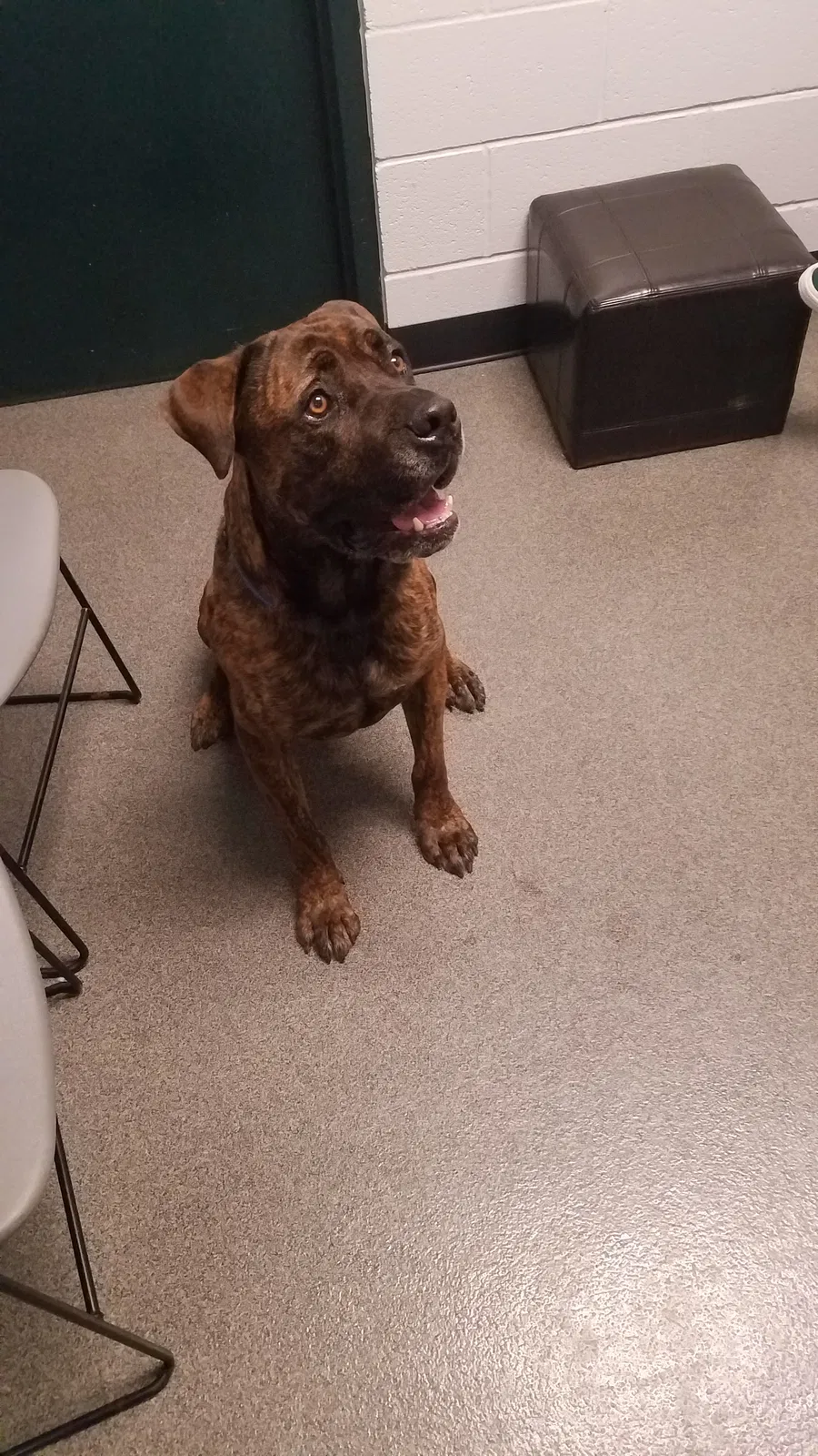 Lost dog in Holland, MI, 49424