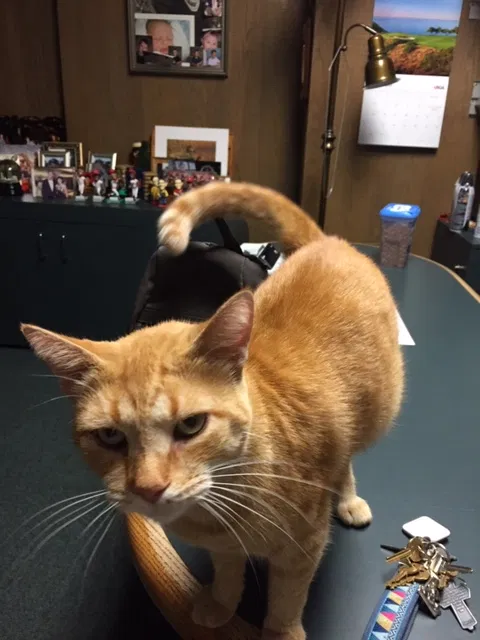 Lost cat in Dayton, OH, 45403