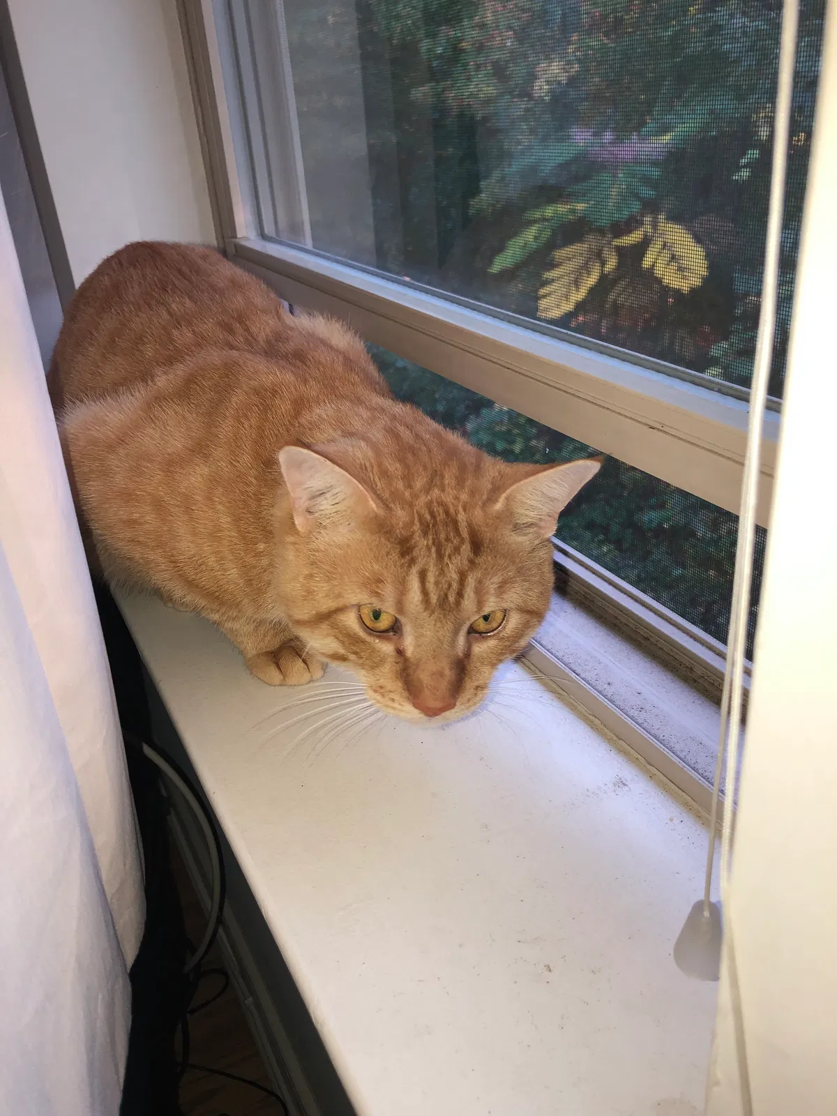 Lost cat in Cedar Knolls, NJ, 7927