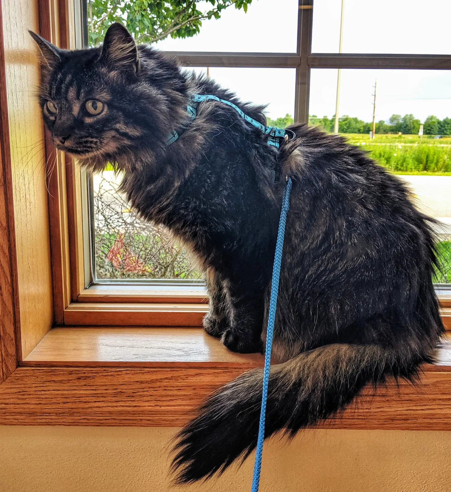 Lost cat in Oregon, WI, 53575