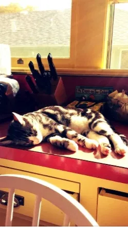 Lost cat in San Luis Obispo, CA, 93401