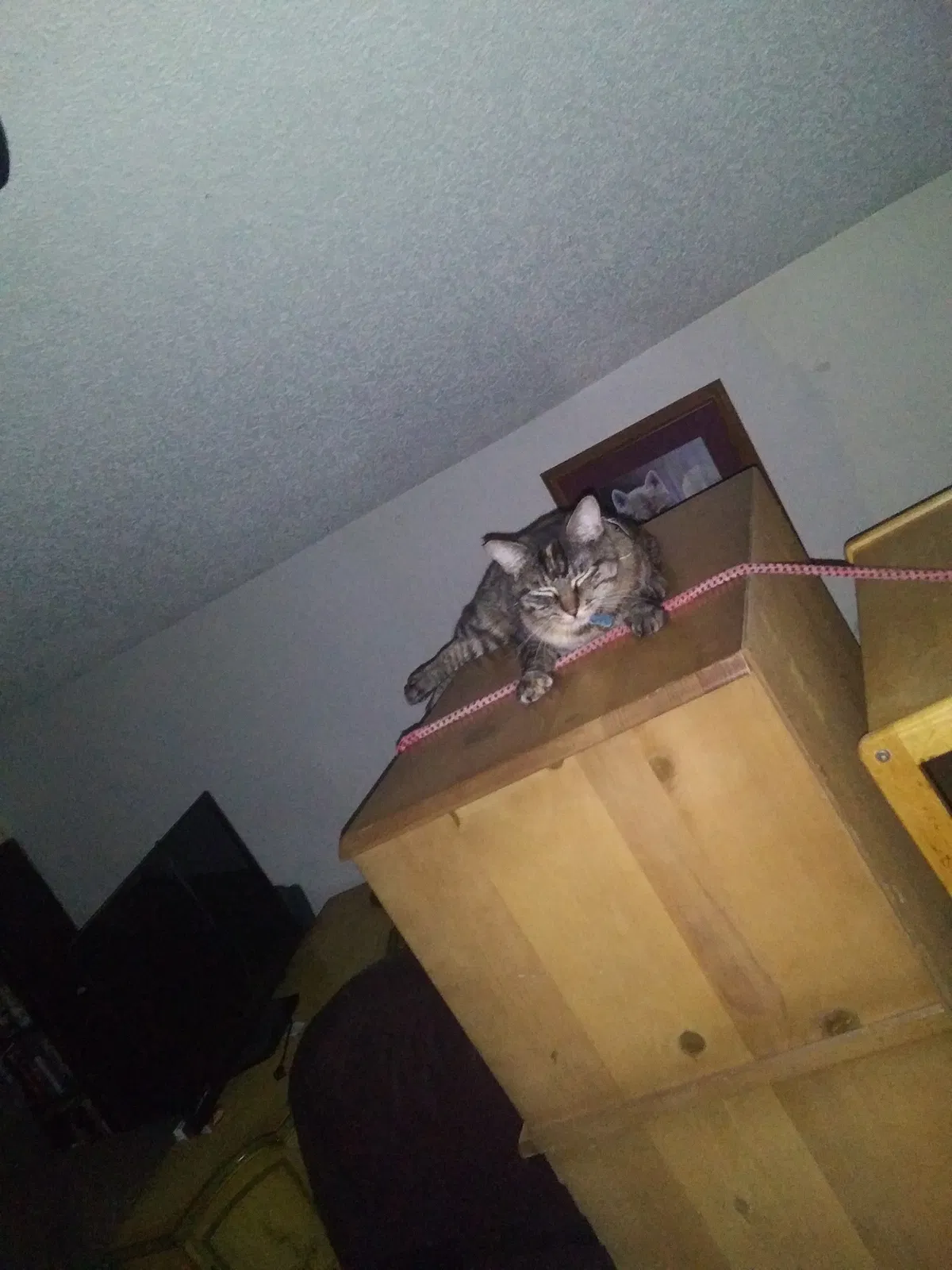 Lost cat in Leavenworth, KS, 66048