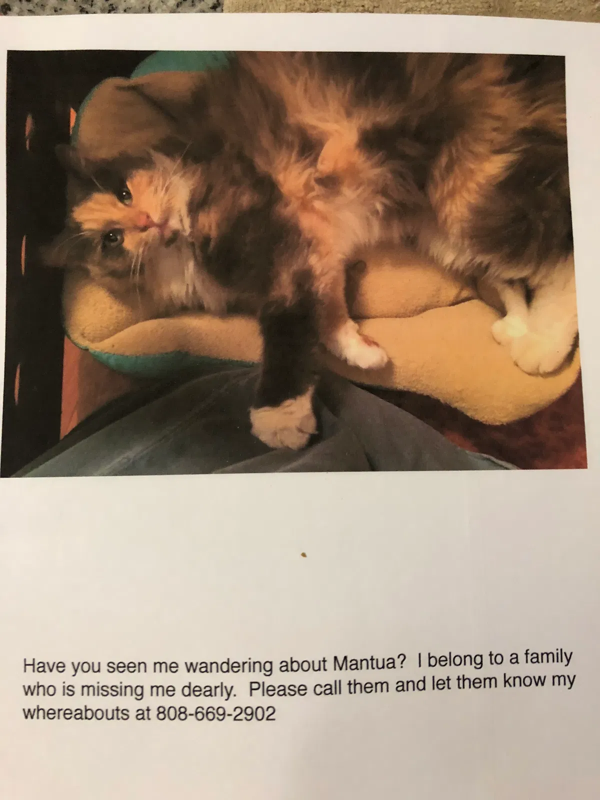 Lost cat in Mantua, OH, 44255