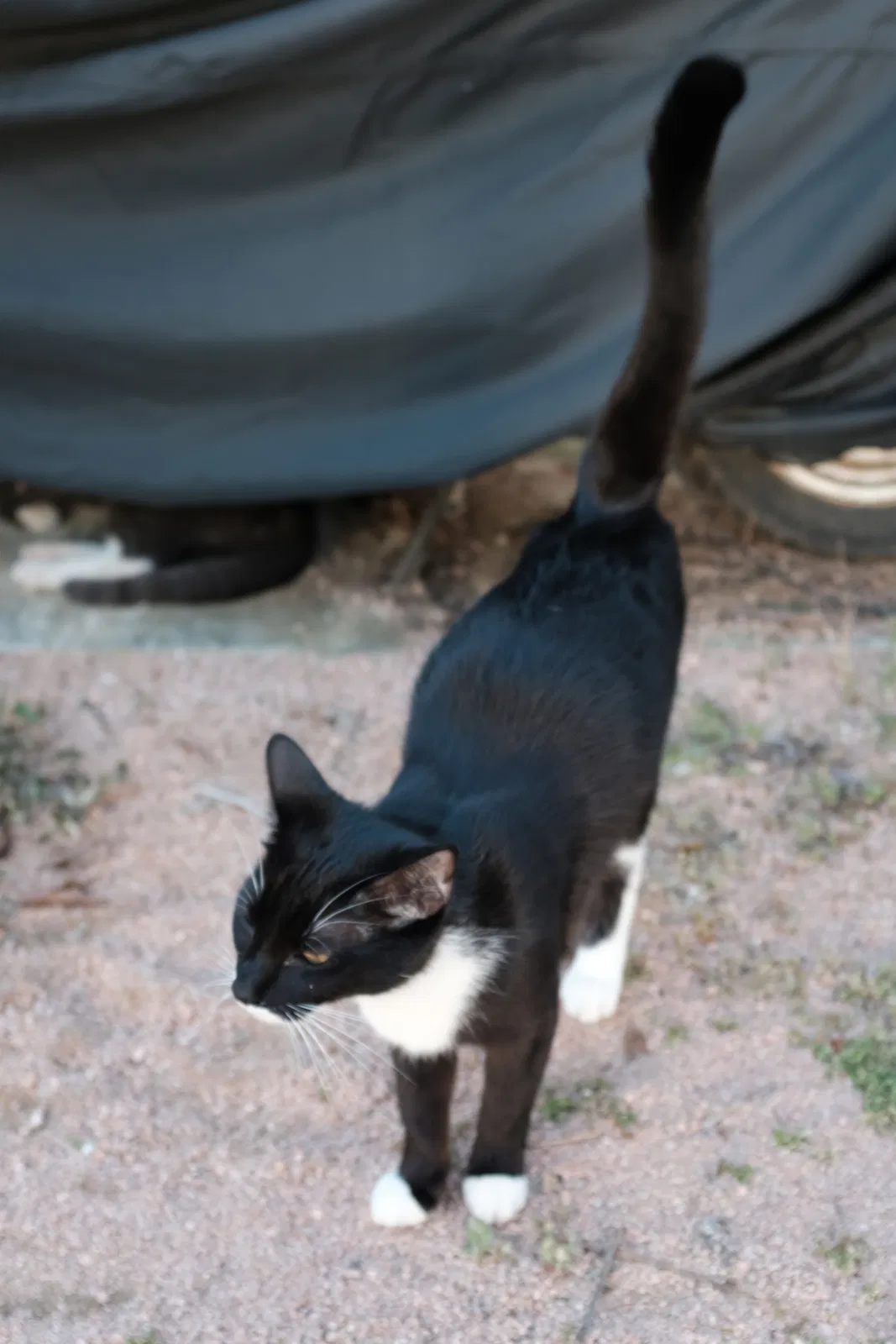 Lost cat in Austin, TX, 78702