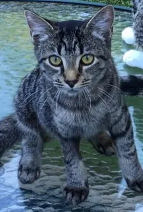 Lost cat in Tunnel Hill, GA, 30755