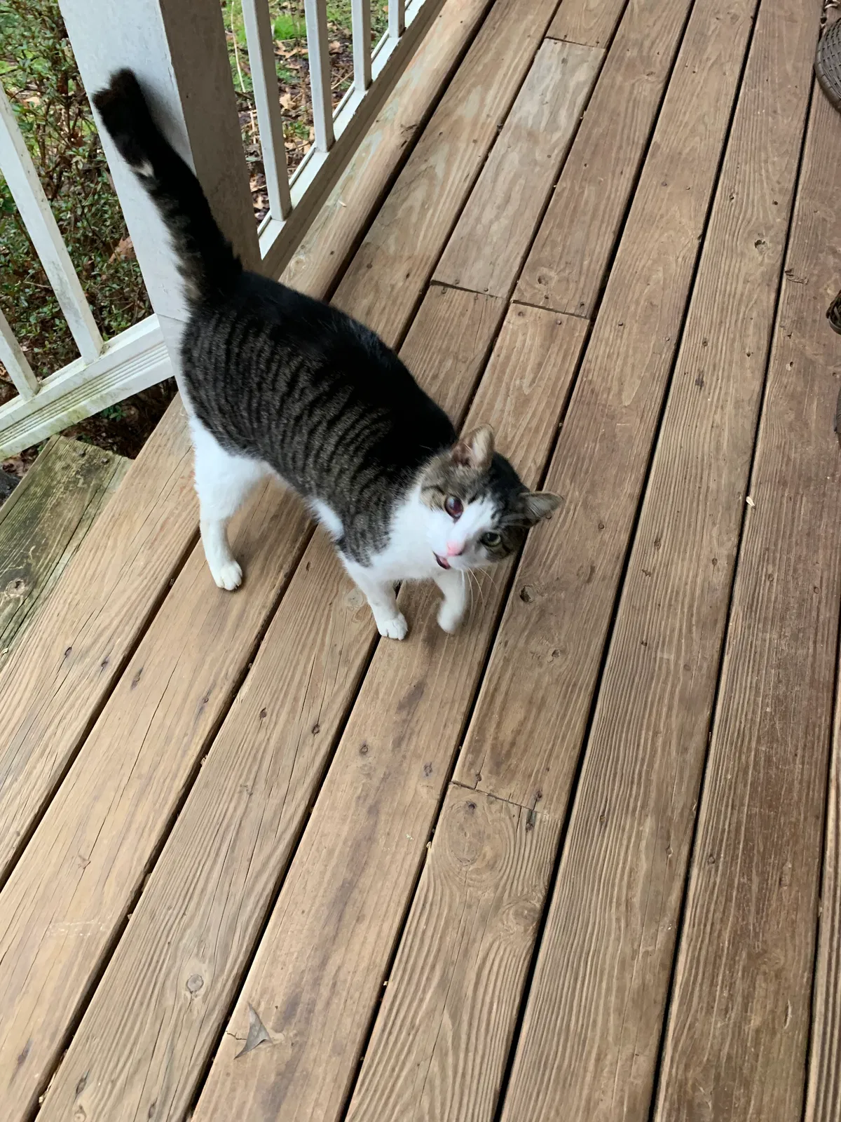 Lost cat in Midlothian, VA, 23112