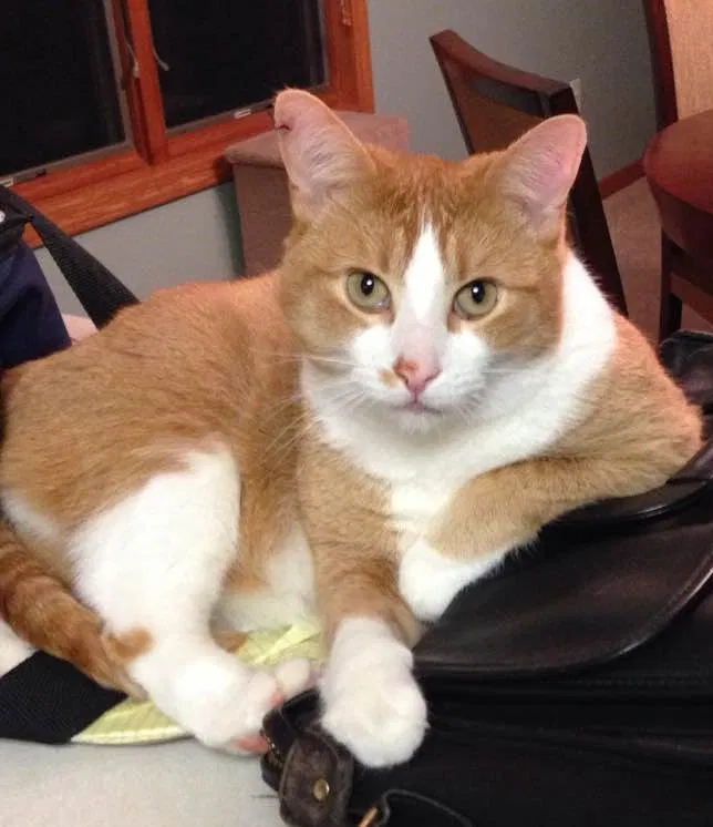 Lost cat in Brighton, MI, 48116